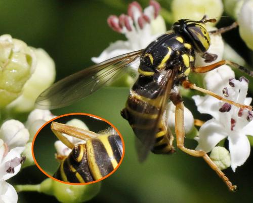 Spilomyia manicata